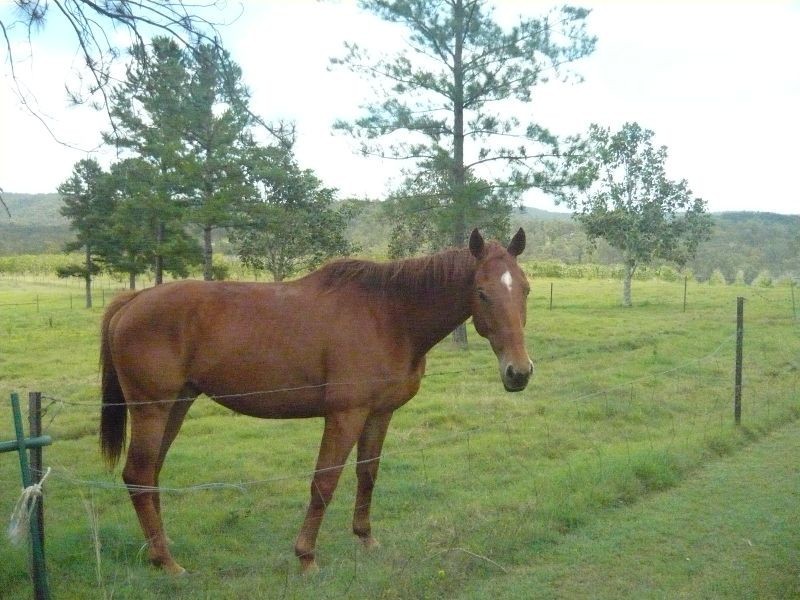 Adare QLD 4343