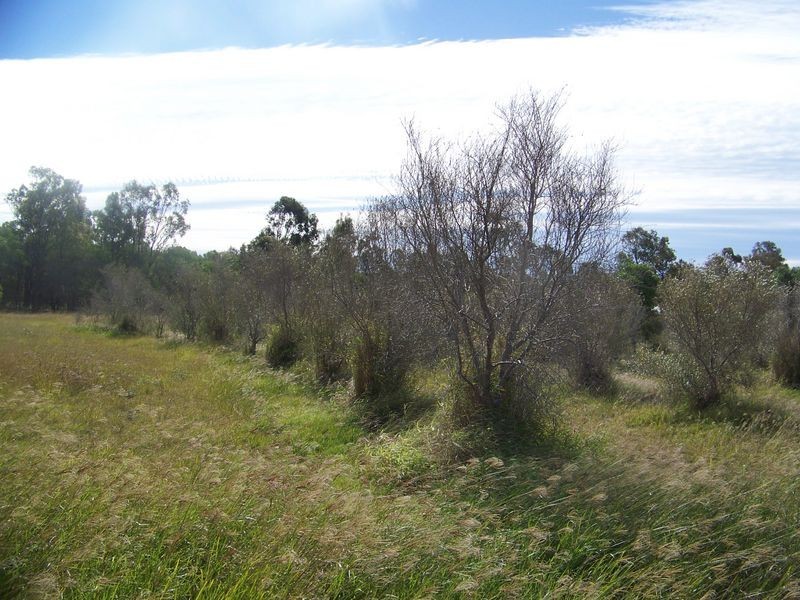 Adare QLD 4343