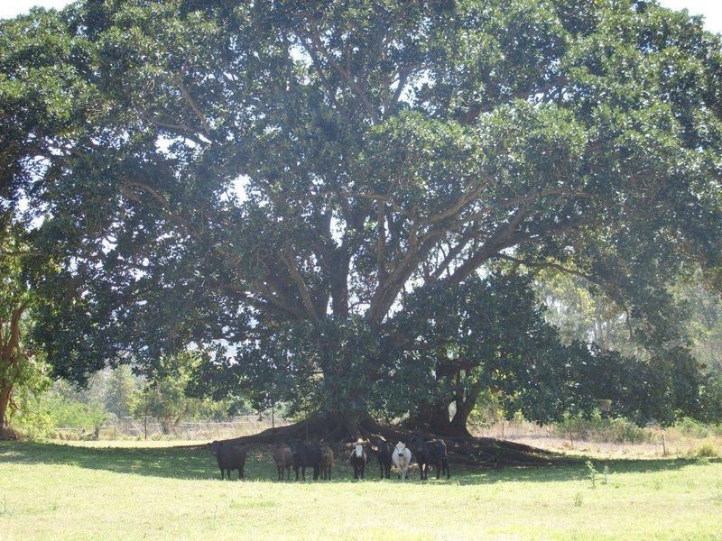 Mount Sylvia QLD 4343