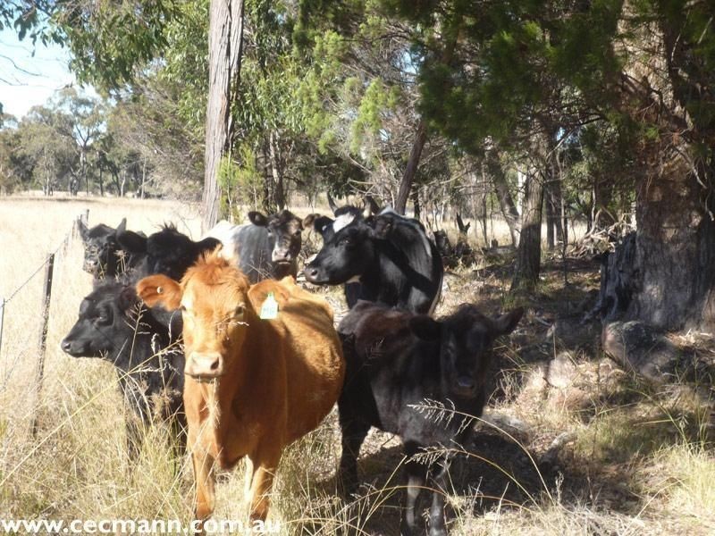 278 Boyce Road, Greenlands QLD 4380