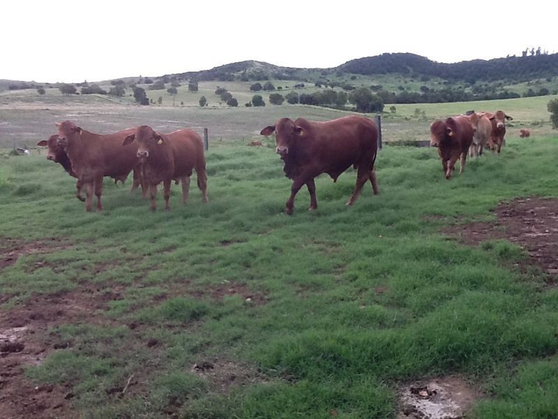 Ma Ma Creek QLD 4347