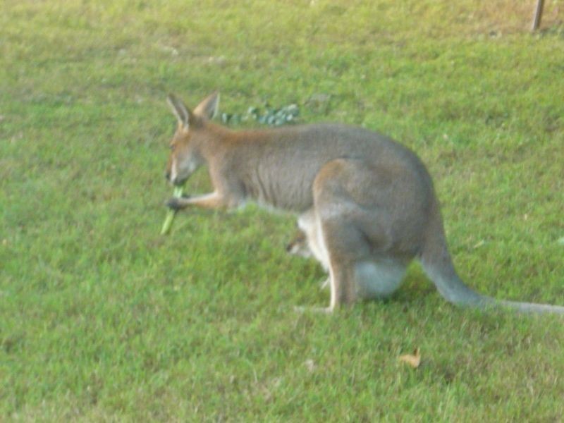 215 Bartleys Rd, Spring Creek QLD 4343