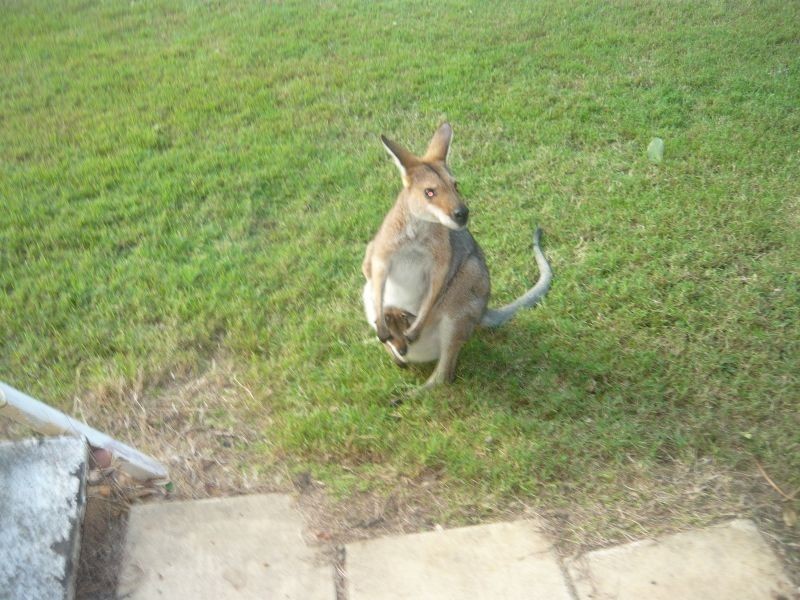 215 Bartleys Rd, Spring Creek QLD 4343