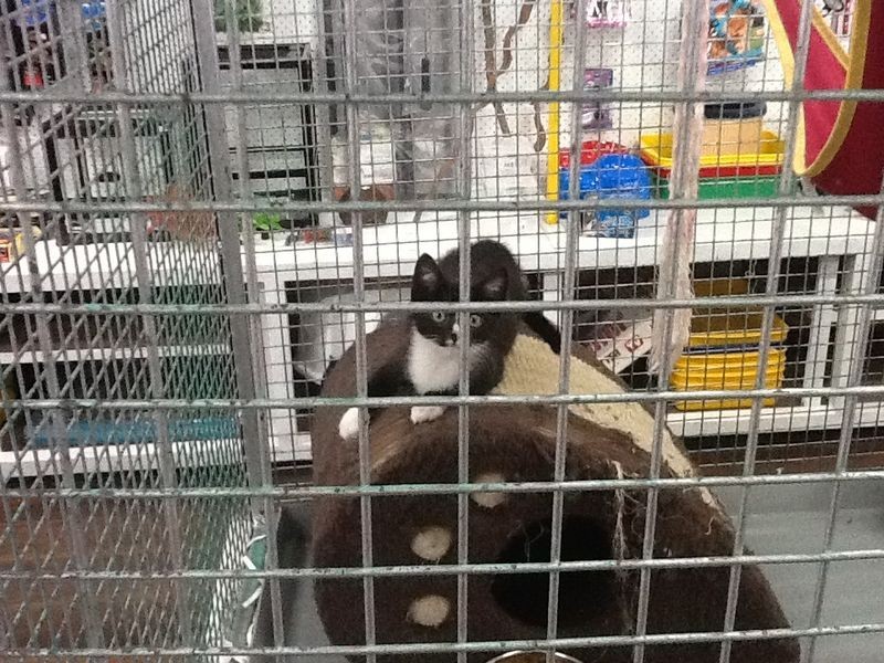 54 Railway Street, Gatton QLD 4343