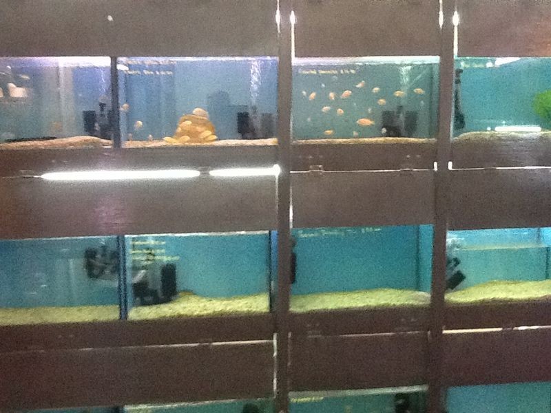 54 Railway Street, Gatton QLD 4343