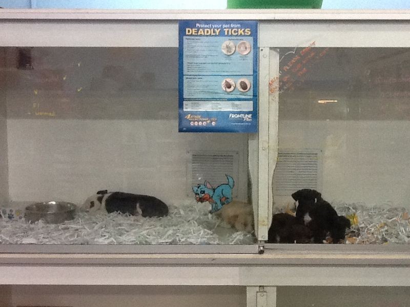 54 Railway Street, Gatton QLD 4343