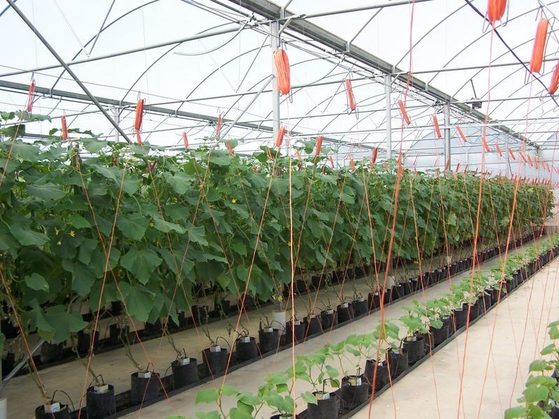 2684 Gatton-Esk Road, Mount Hallen QLD 4312