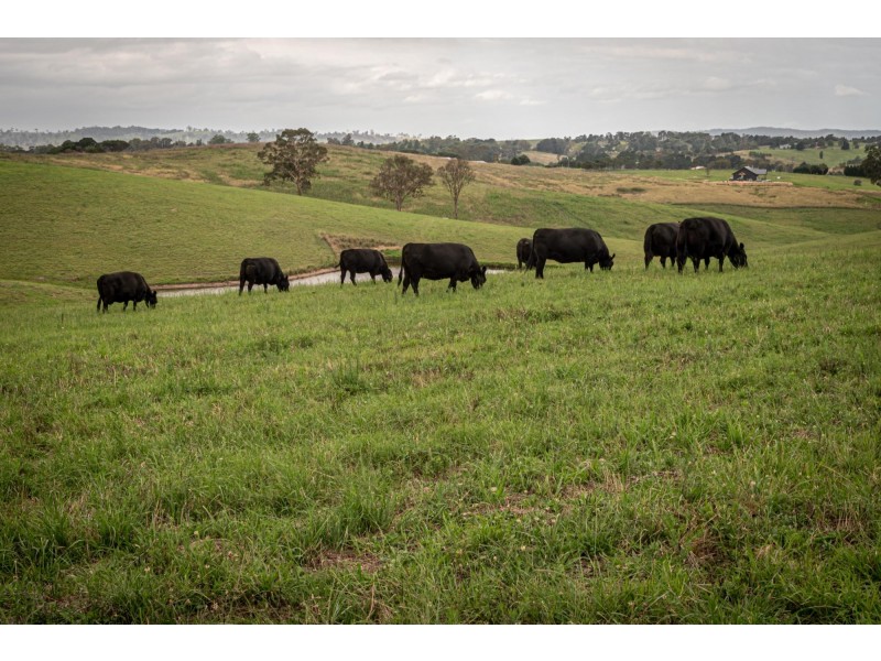 290 Kemps Lane, Candelo NSW 2550