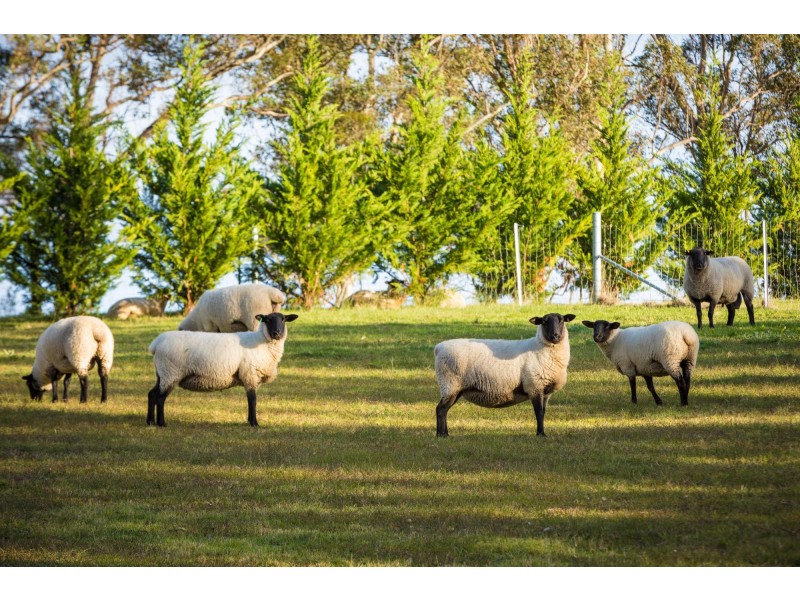 1 Newlyns Place, Bega NSW 2550