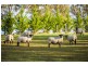 1 Newlyns Place, Bega NSW 2550