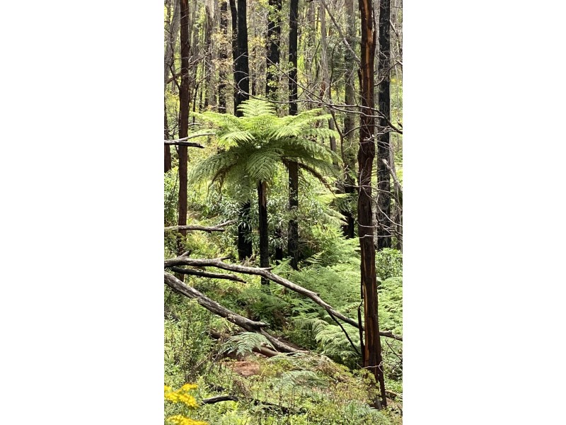 Lot C/650 Yankees Gap Road, Bemboka NSW 2550