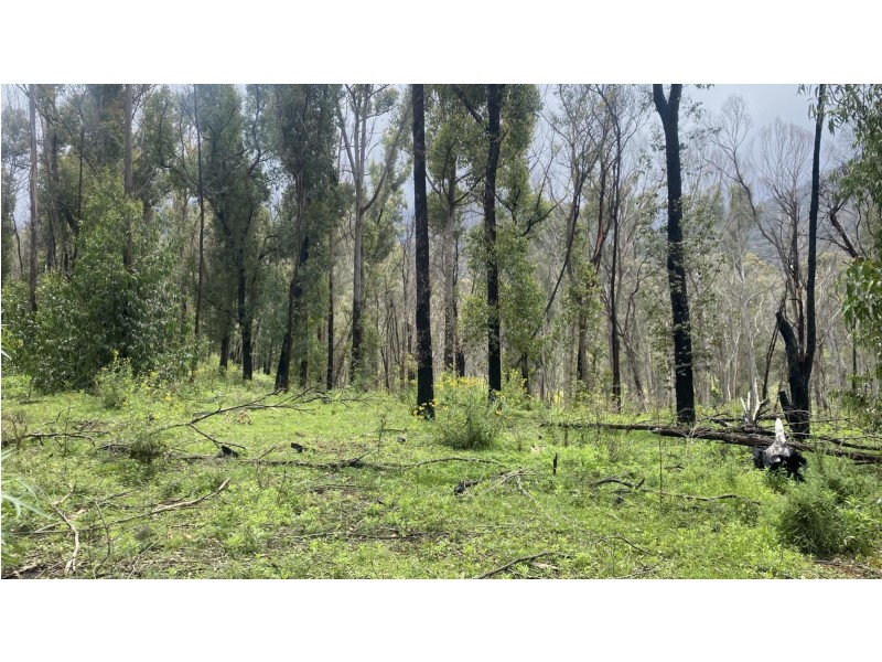 Lot C/650 Yankees Gap Road, Bemboka NSW 2550