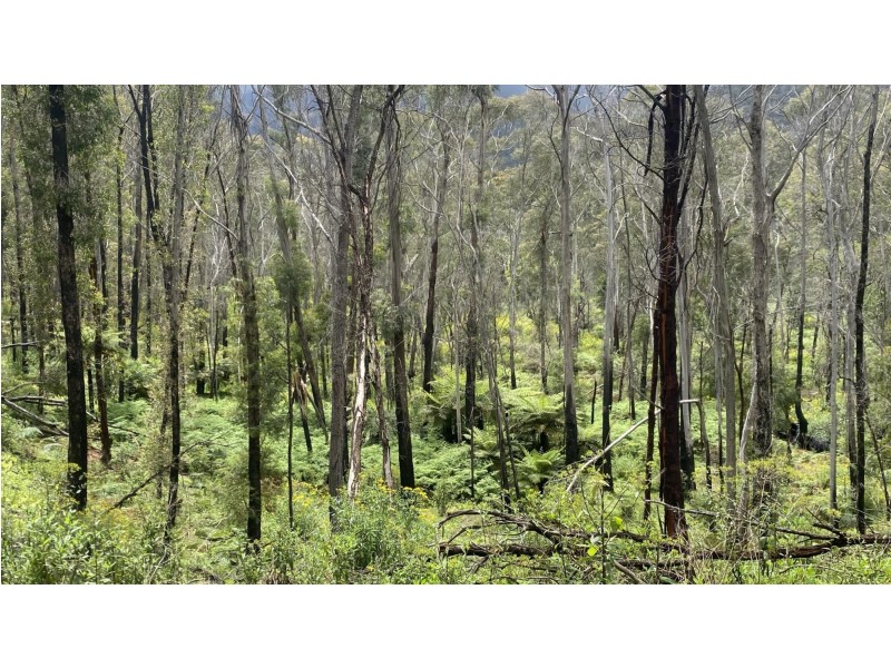 Lot C/650 Yankees Gap Road, Bemboka NSW 2550