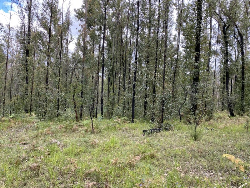 1949 Upper Brogo Road, Brogo NSW 2550