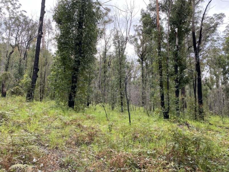 1949 Upper Brogo Road, Brogo NSW 2550