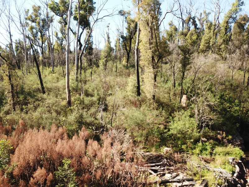 484 Murrabrine Forest Road, Yowrie NSW 2550