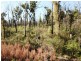 484 Murrabrine Forest Road, Yowrie NSW 2550