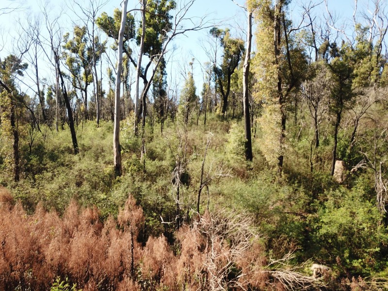 484 Murrabrine Forest Road, Yowrie NSW 2550