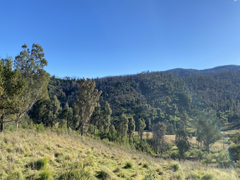 1398 Upper Brogo Road, Brogo NSW 2550