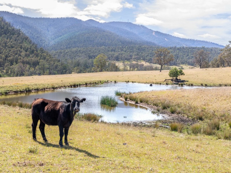277 Bourkes Road, Cobargo NSW 2550