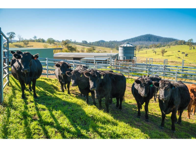 787 Wandella Road, Cobargo NSW 2550