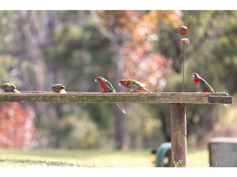 392 Gilberts Road, Verona NSW 2550