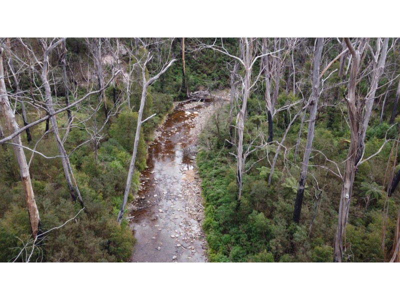 342 Murrabrine Forest Road, Cobargo NSW 2550