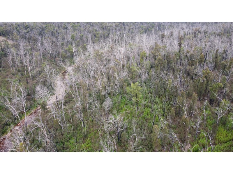 342 Murrabrine Forest Road, Cobargo NSW 2550
