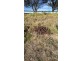 123 Dummett Jessops Road, Verona NSW 2550