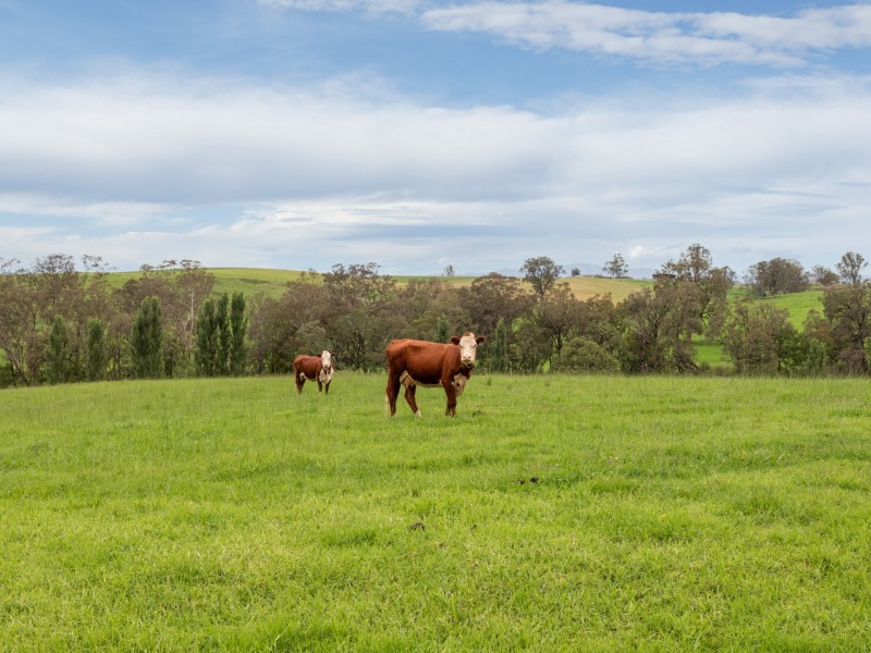 294 Polacks Flat Road, Bemboka NSW 2550