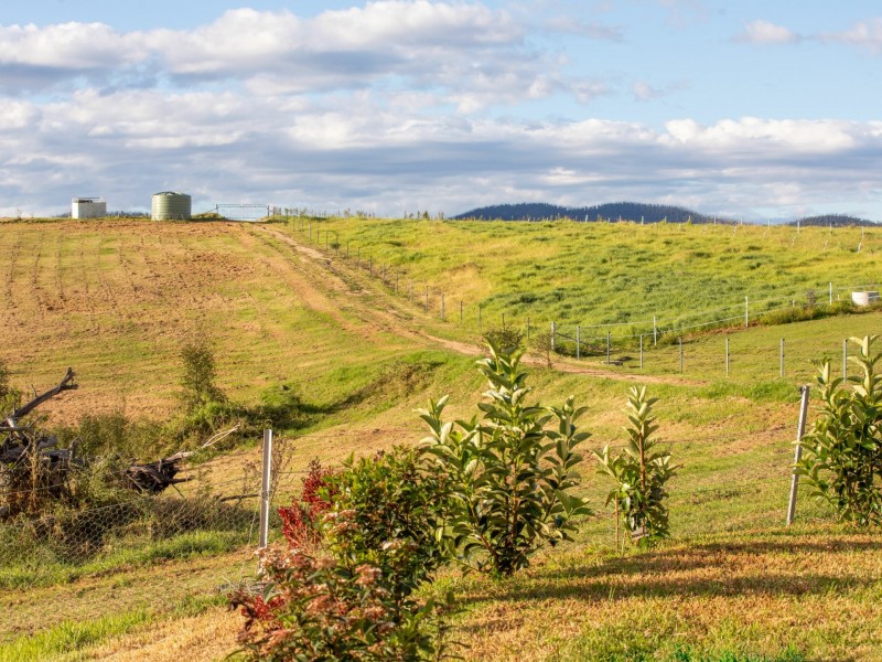 334 Yowrie Road, Cobargo NSW 2550