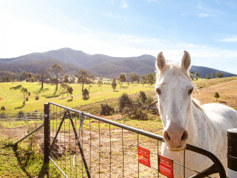 334 Yowrie Road, Cobargo NSW 2550