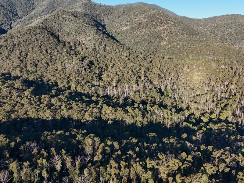 Lot 42 Yankees Gap Road, Bemboka NSW 2550