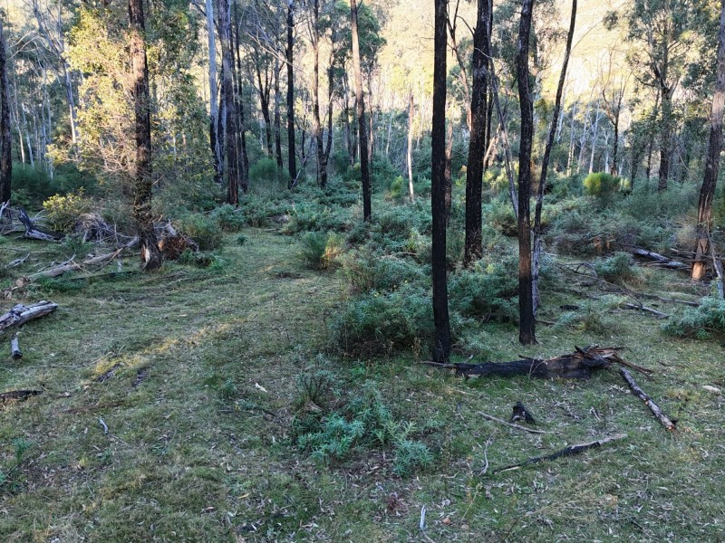 Lot 42 Yankees Gap Road, Bemboka NSW 2550
