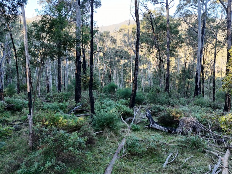 Lot 42 Yankees Gap Road, Bemboka NSW 2550