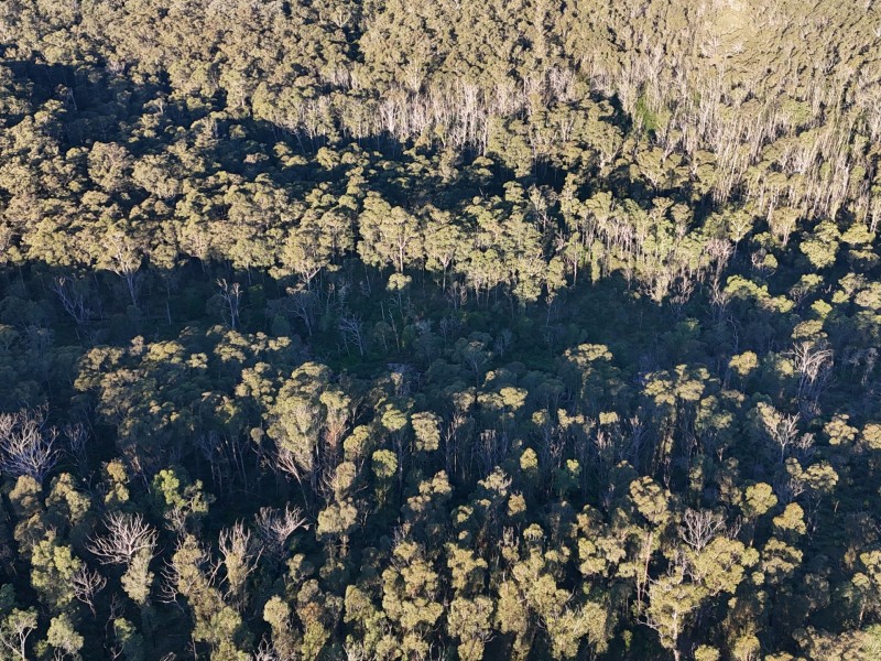 Lot 42 Yankees Gap Road, Bemboka NSW 2550