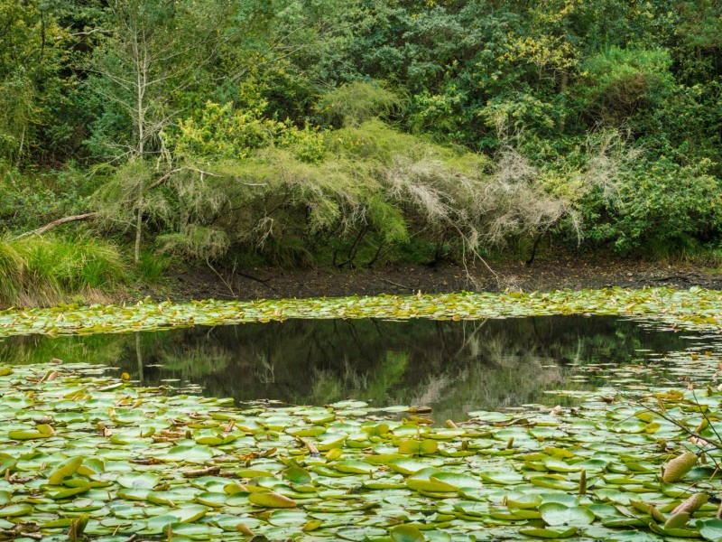 732 Reedy Swamp Road, Bega NSW 2550