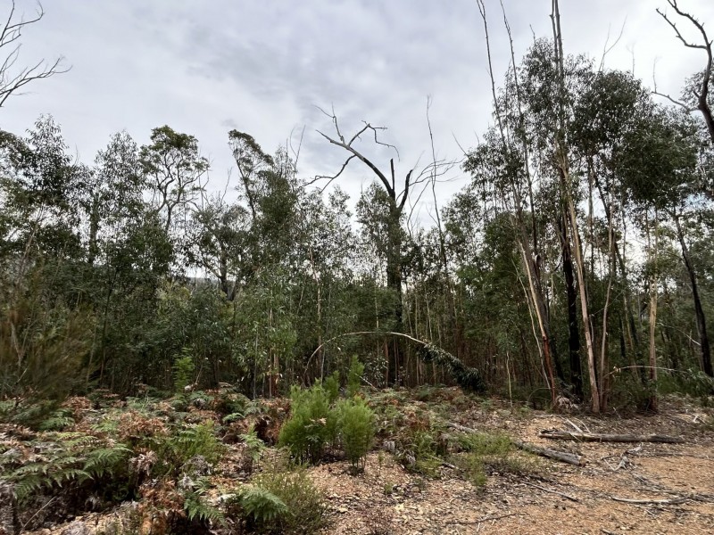 Lot 22 DP Wattlegrove Road, Cobargo NSW 2550