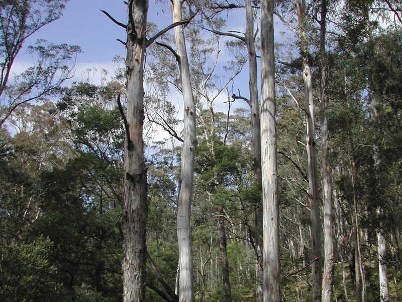 Lot 9 Dorrigo Road, Brogo NSW 2550