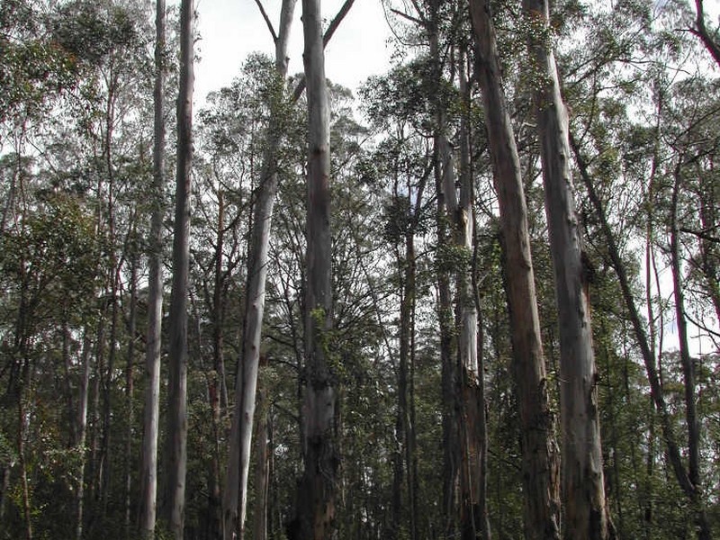 Lot 9 Dorrigo Road, Brogo NSW 2550