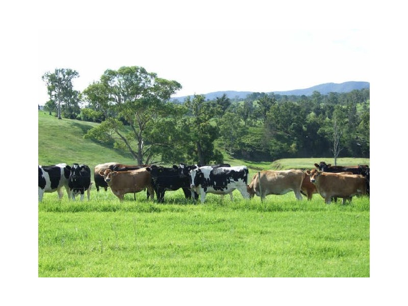 505 Wandella Road, Cobargo NSW 2550