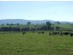 Cobargo NSW 2550