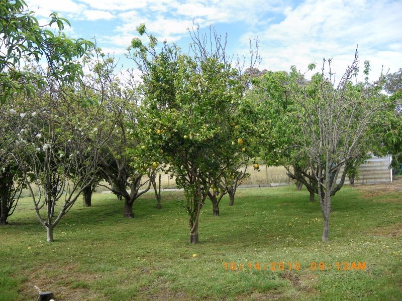 62 Tarlintons Lane, Candelo NSW 2550