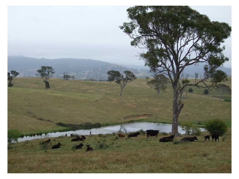 417 Towridgee Lane, Candelo NSW 2550