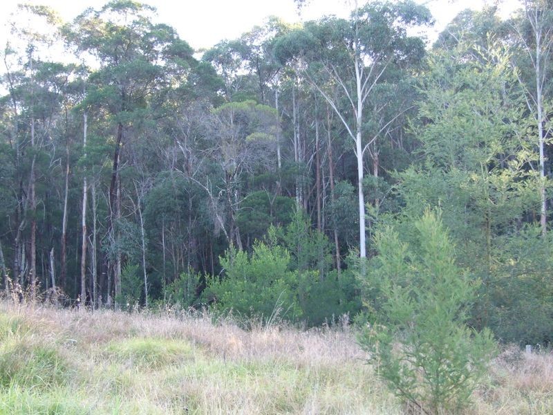 9860 Princess Highway, Cobargo NSW 2550