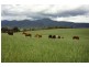 ‘Bonnie View”/ Snowy Mountains Highway, Bemboka NSW 2550