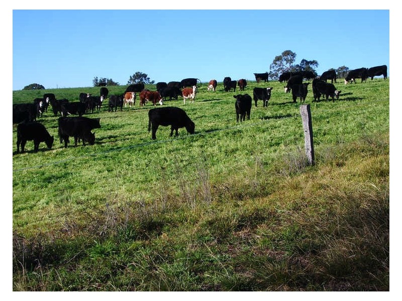 ‘Bonnie View”/ Snowy Mountains Highway, Bemboka NSW 2550