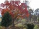 ‘Bonnie View”/ Snowy Mountains Highway, Bemboka NSW 2550