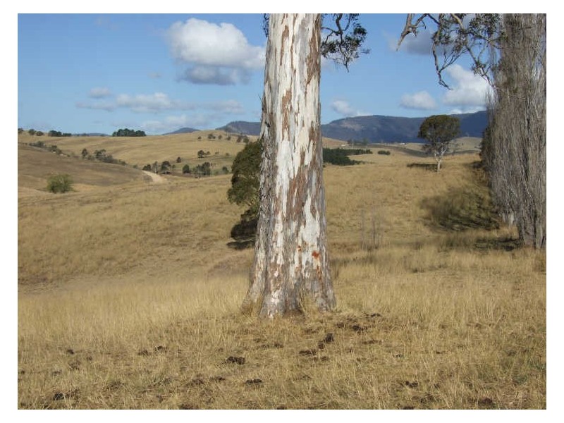 Lot 11 Myrtle Mountain Road, Candelo NSW 2550