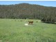 66 Mynora Lane, Cobargo NSW 2550
